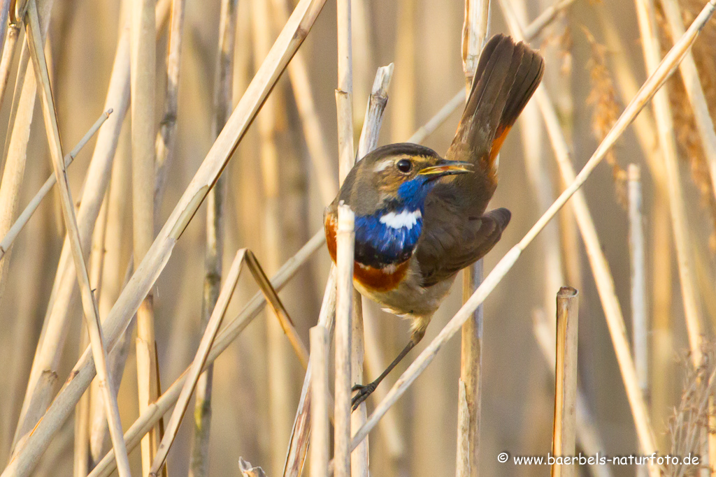 Blaukehlchen