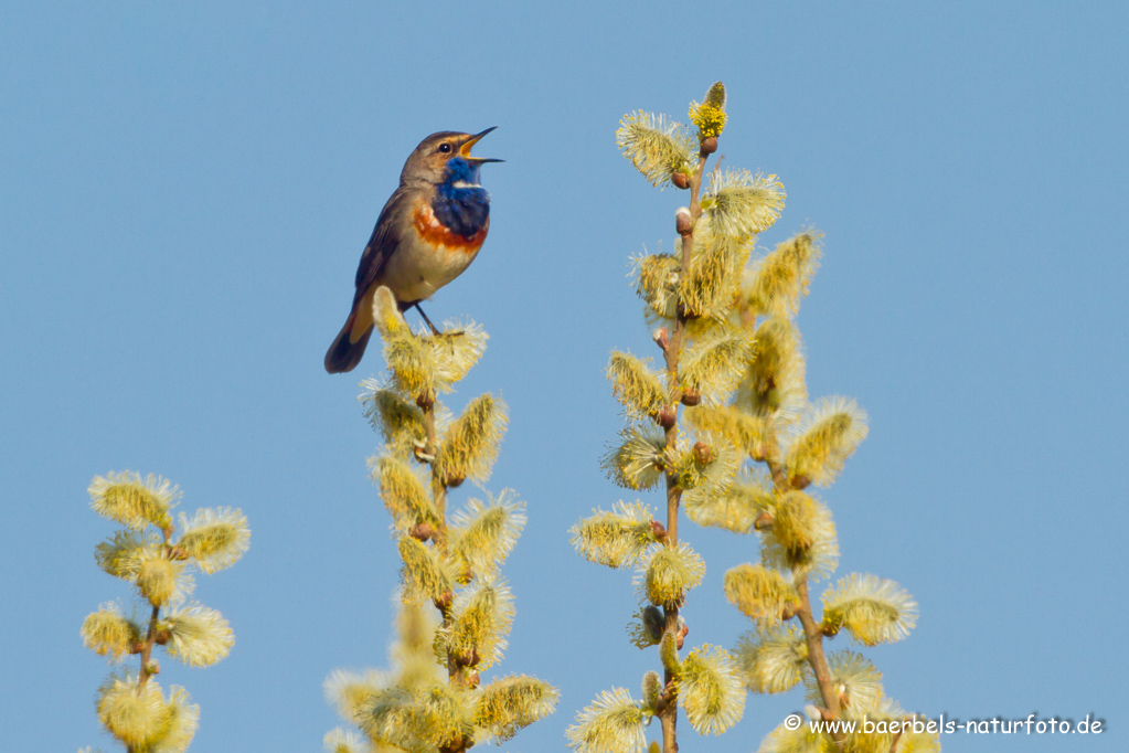 Blaukehlchen