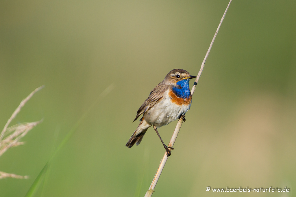 Blaukehlchen