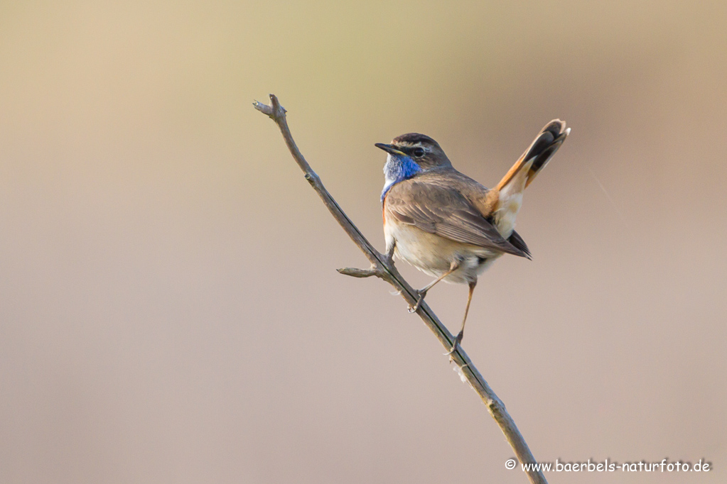 Blaukehlchen