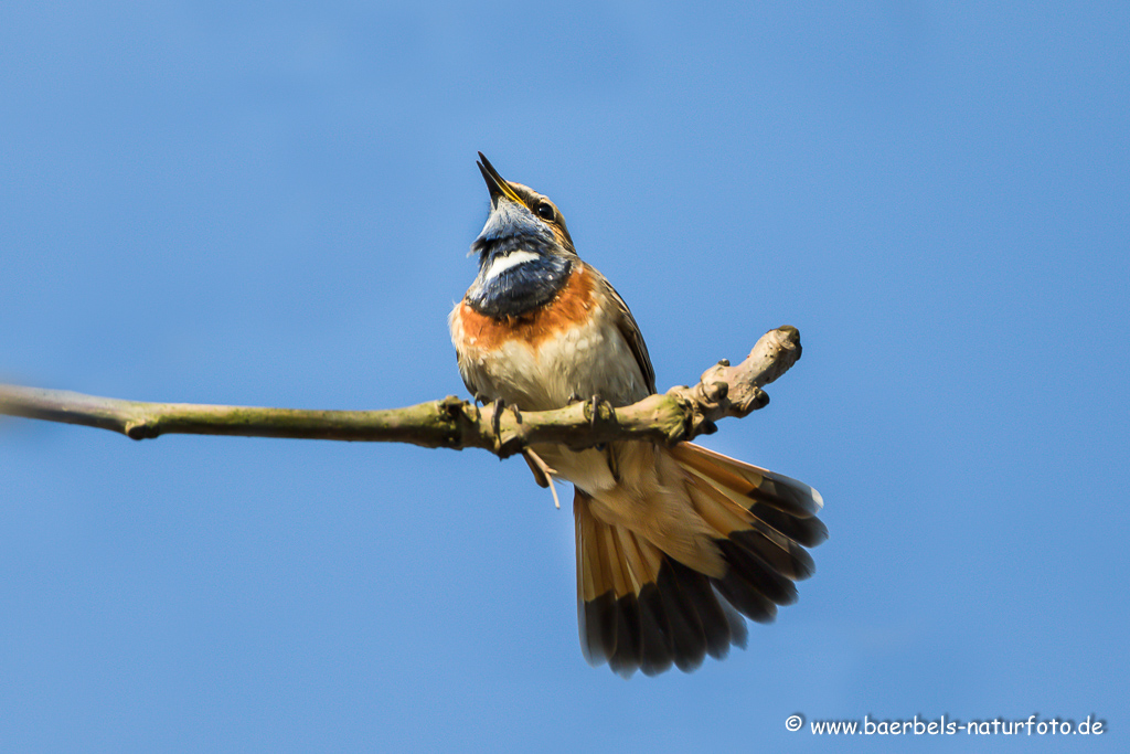 Blaukehlchen