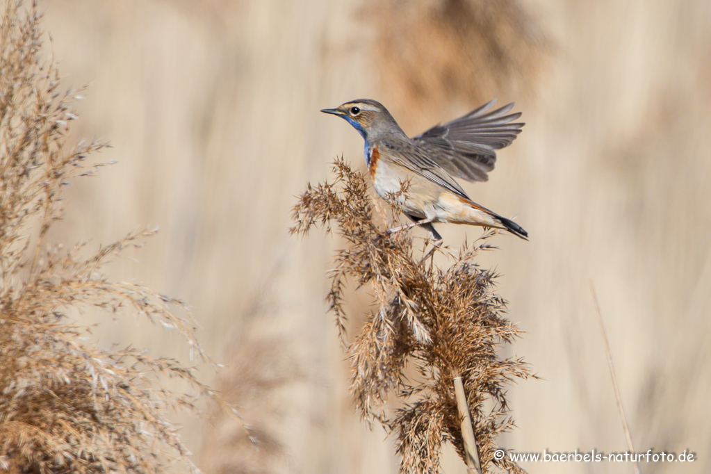 Blaukehlchen