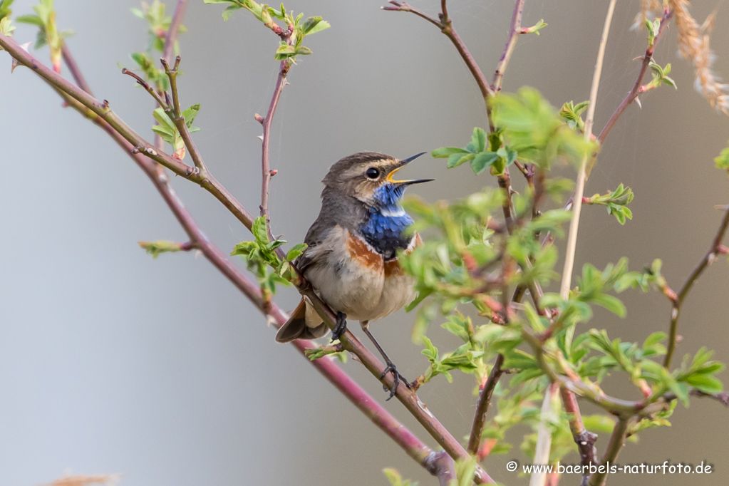 Blaukehlchen