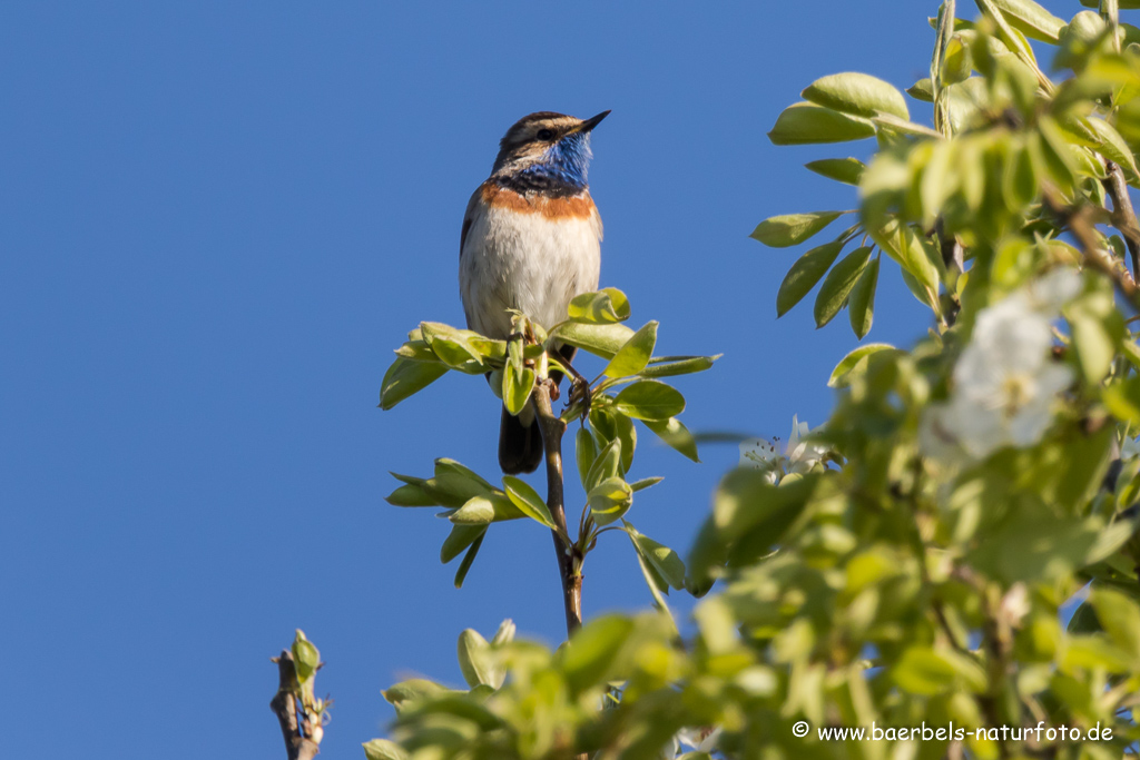 Blaukehlchen