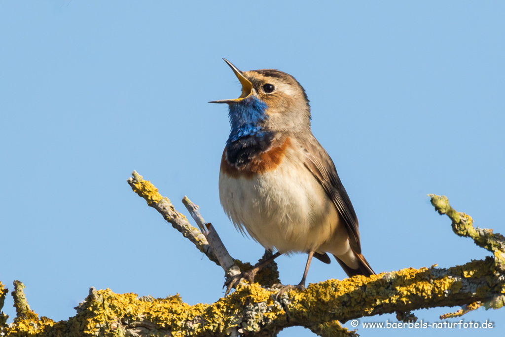 Blaukehlchen