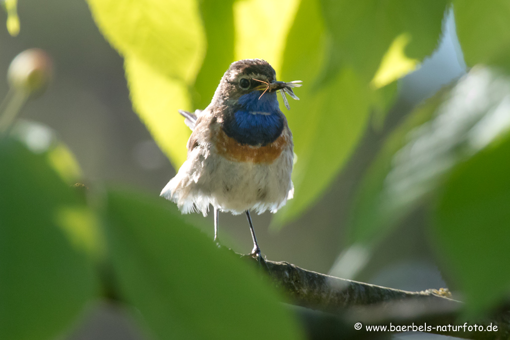 Blaukehlchen