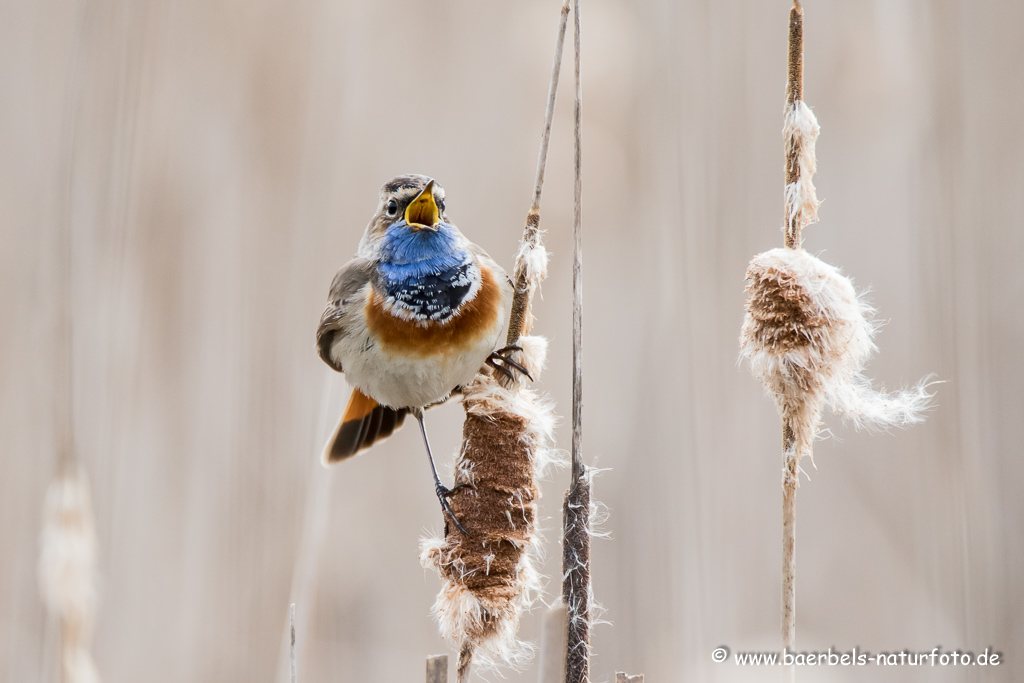 Blaukehlchen