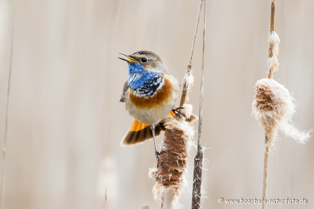 Blaukehlchen