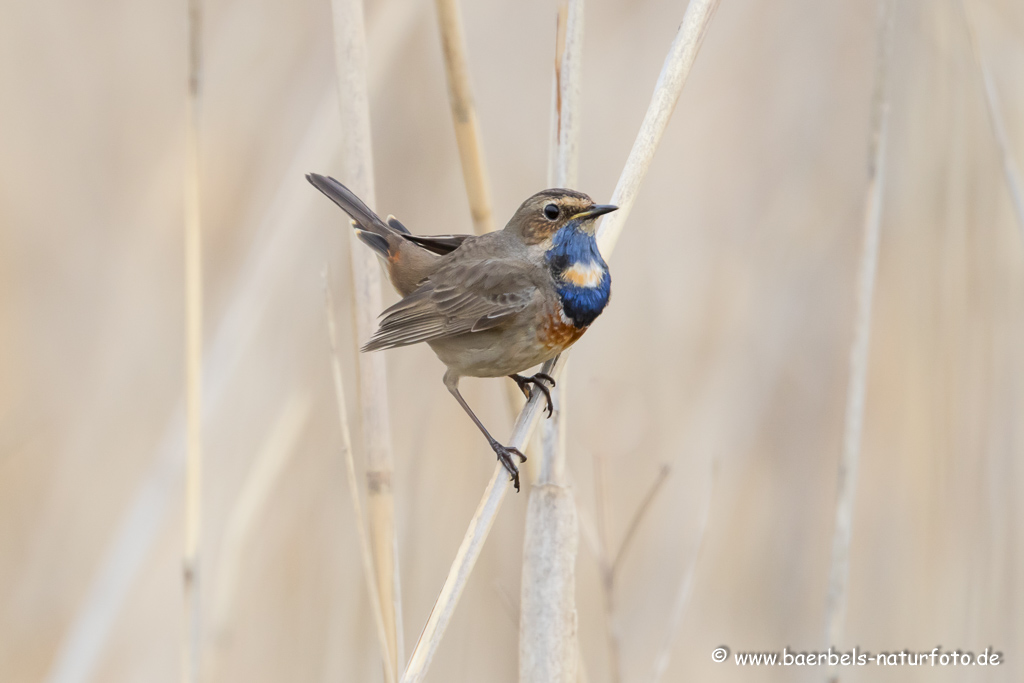 Blaukehlchen