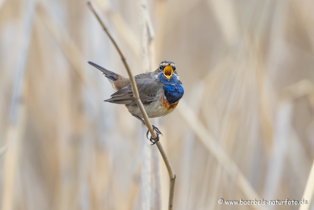 Blaukehlchen