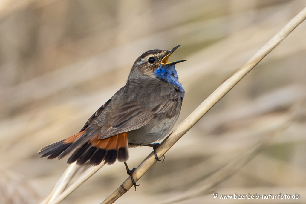 Blaukehlchen