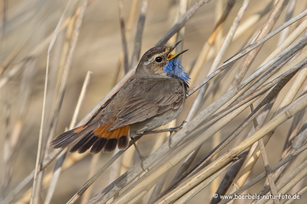 Blaukehlchen