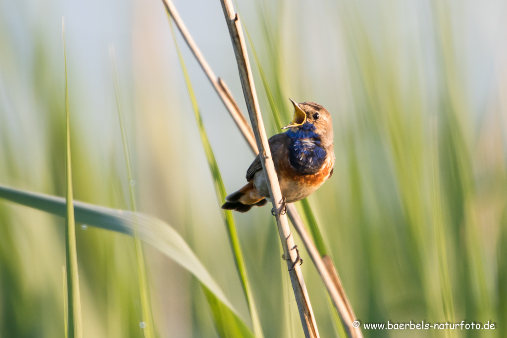 Blaukehlchen