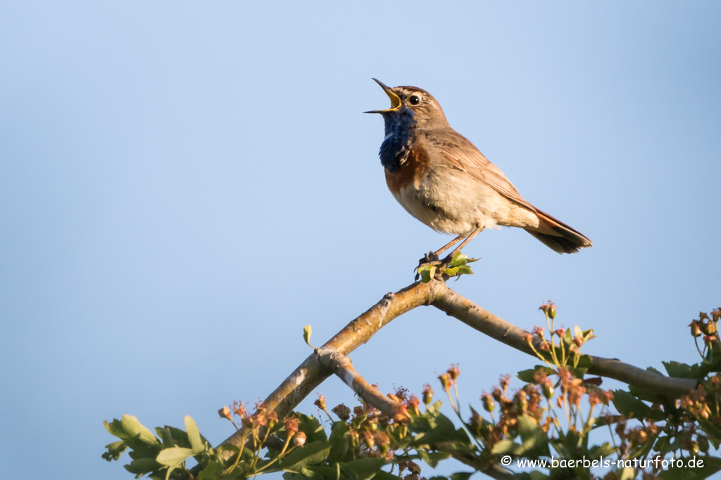 Blaukehlchen