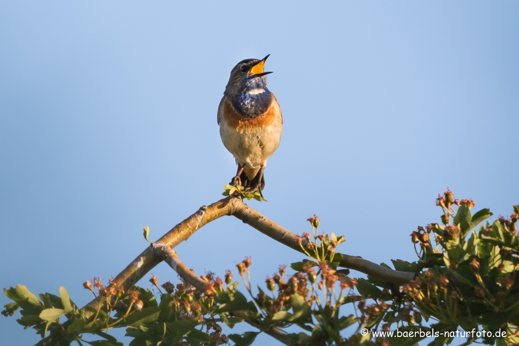 Blaukehlchen