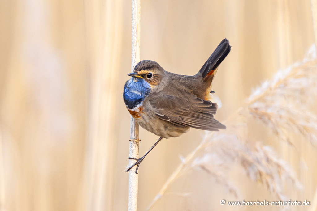 Blaukehlchen