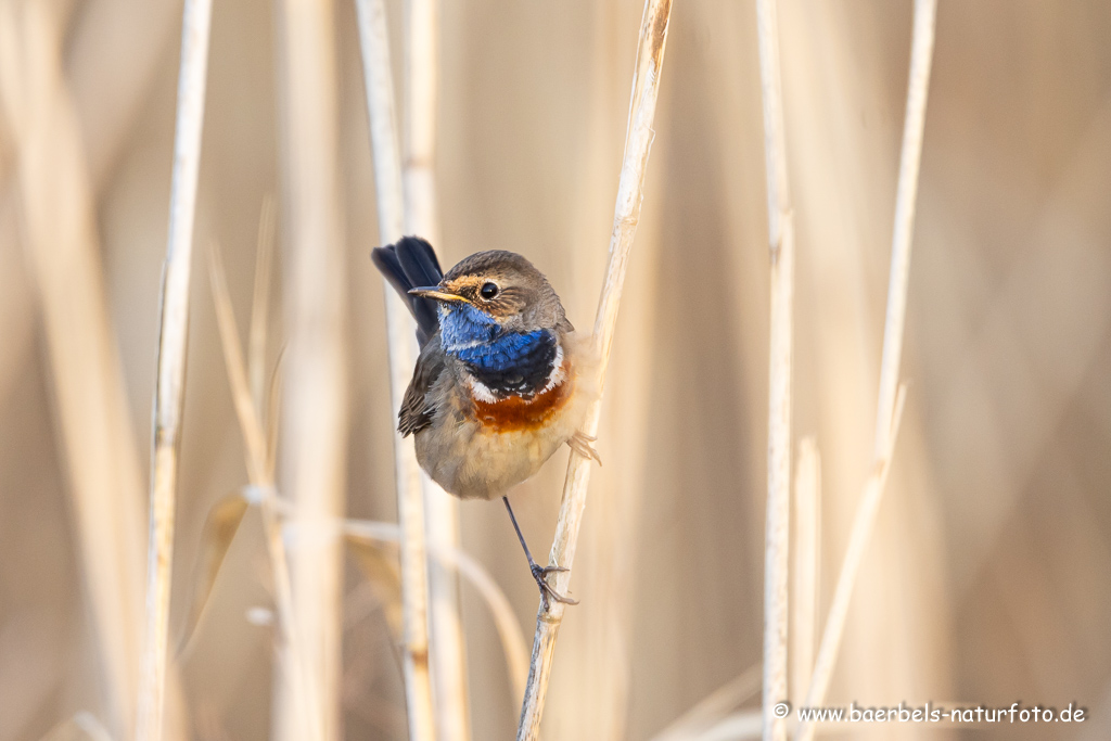 Blaukehlchen