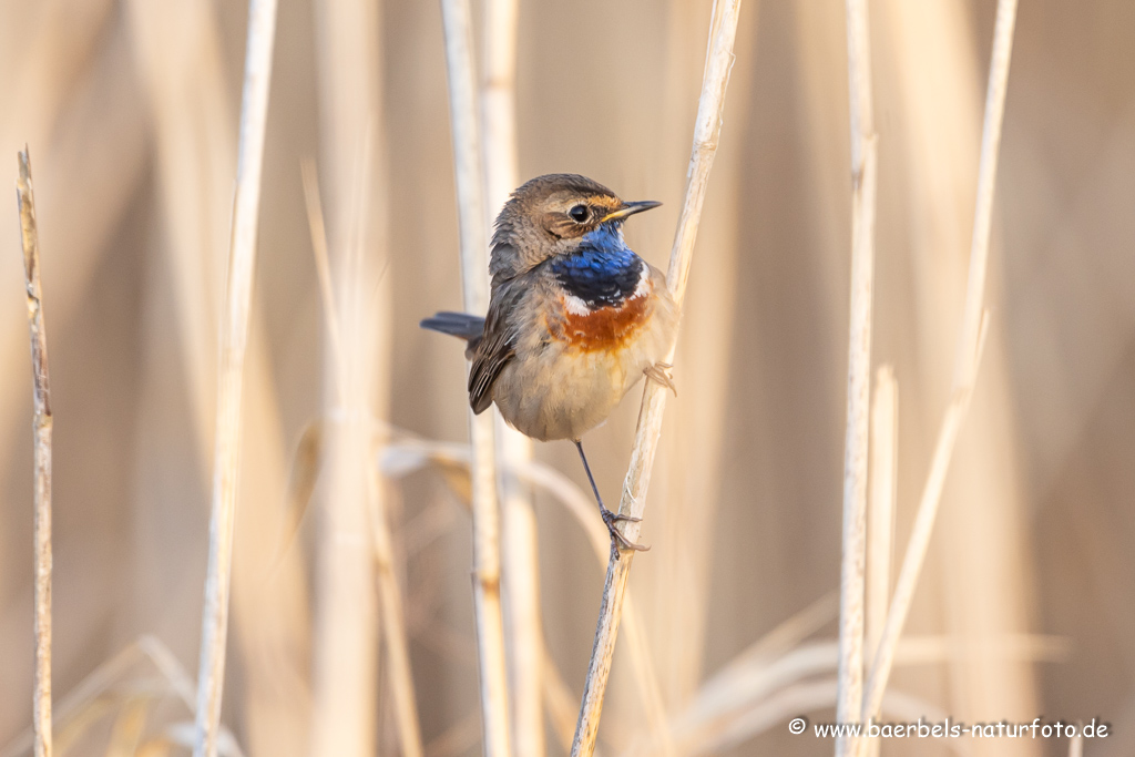 Blaukehlchen