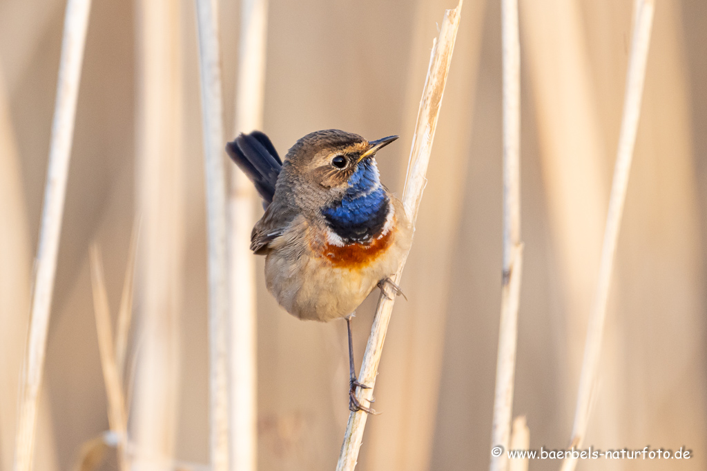 Blaukehlchen