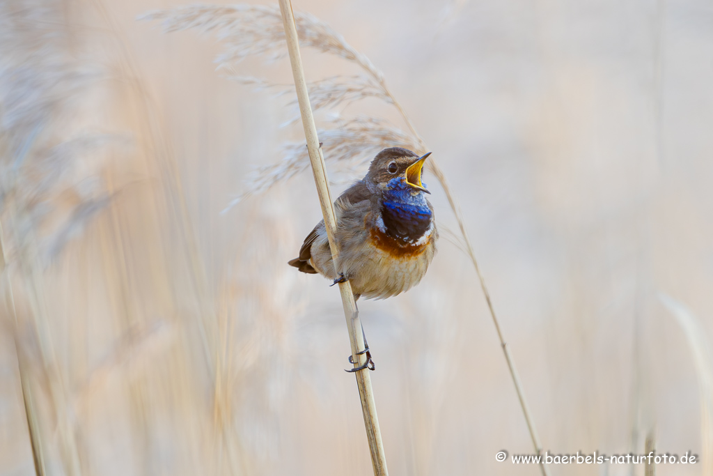 Blaukehlchen