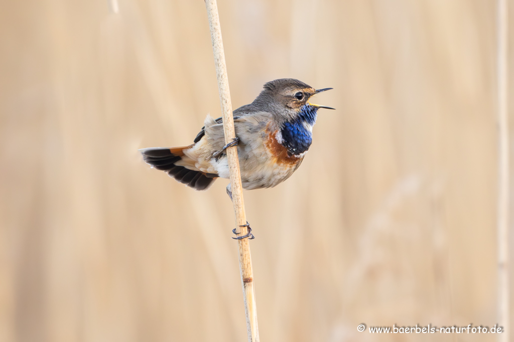 Blaukehlchen