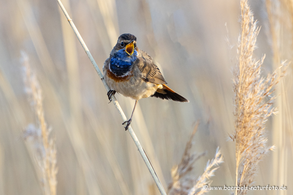 Blaukehlchen