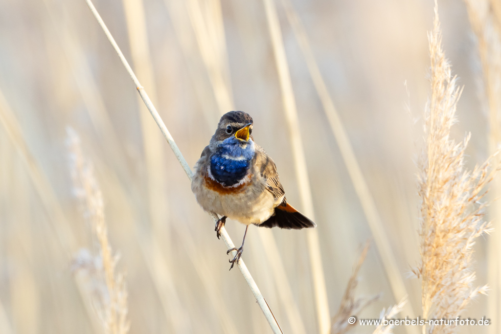 Blaukehlchen