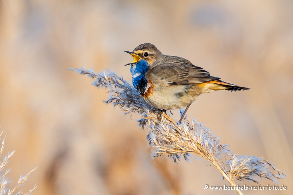 Blaukehlchen