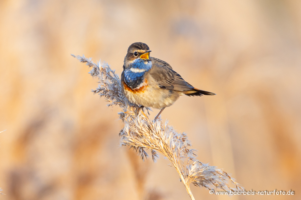 Blaukehlchen