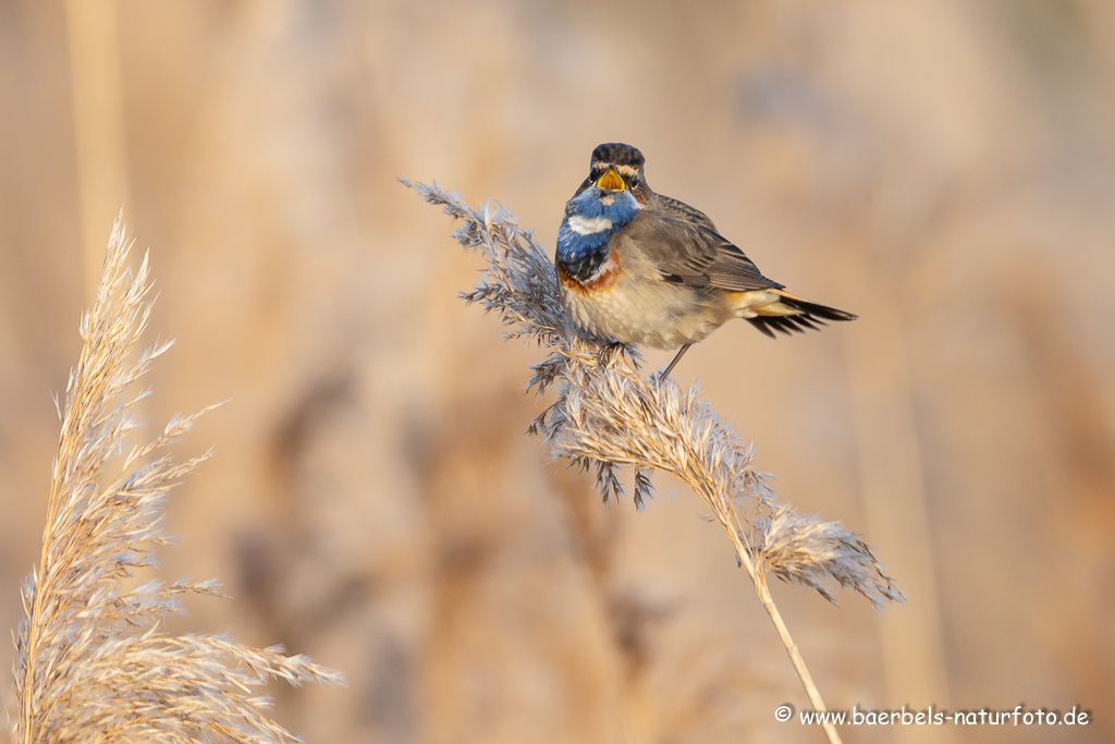 Blaukehlchen