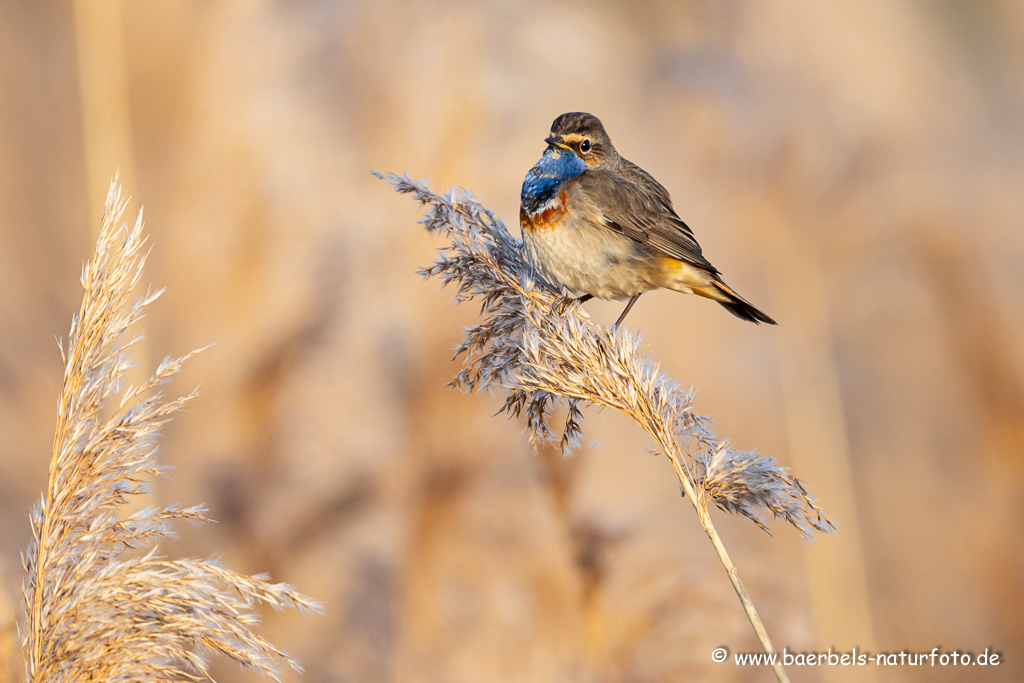 Blaukehlchen