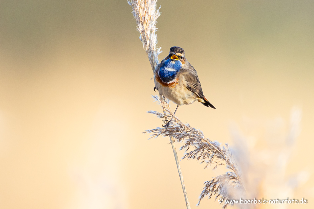 Blaukehlchen