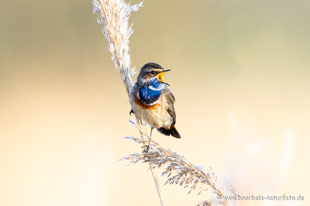 Blaukehlchen