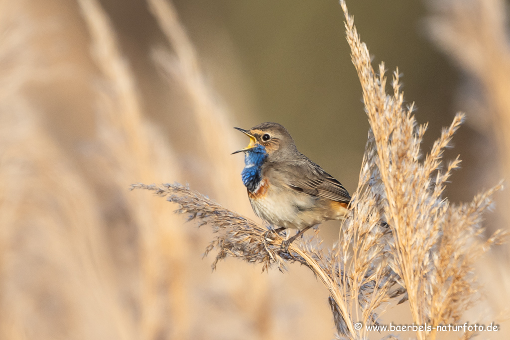 Blaukehlchen