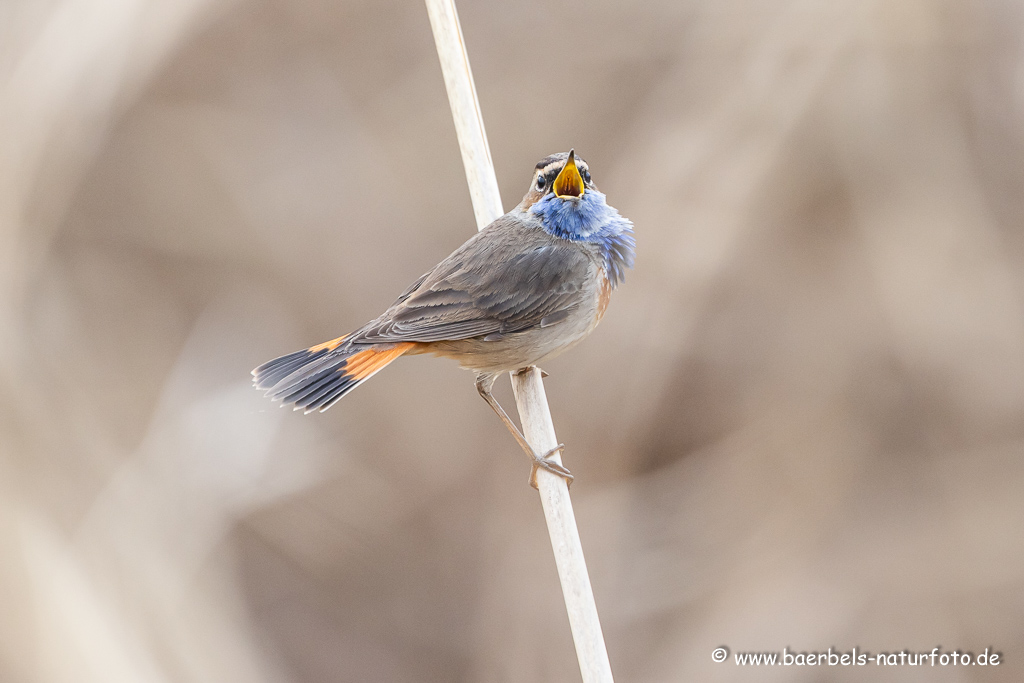 Blaukehlchen