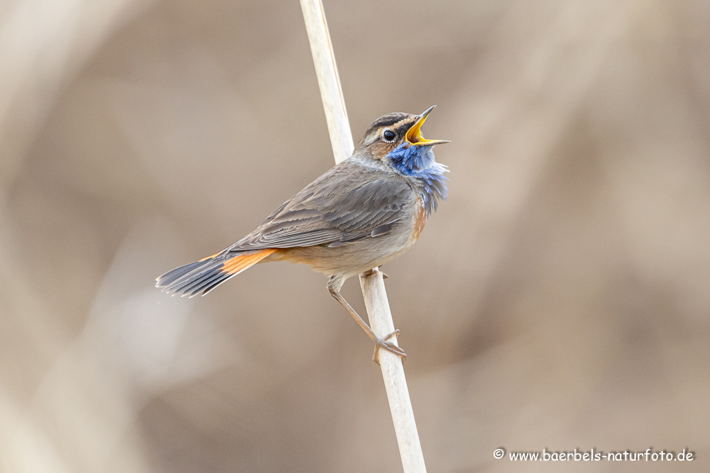 Blaukehlchen