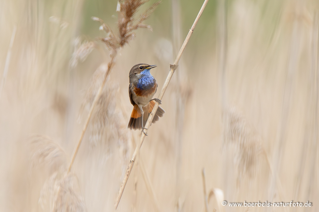 Blaukehlchen