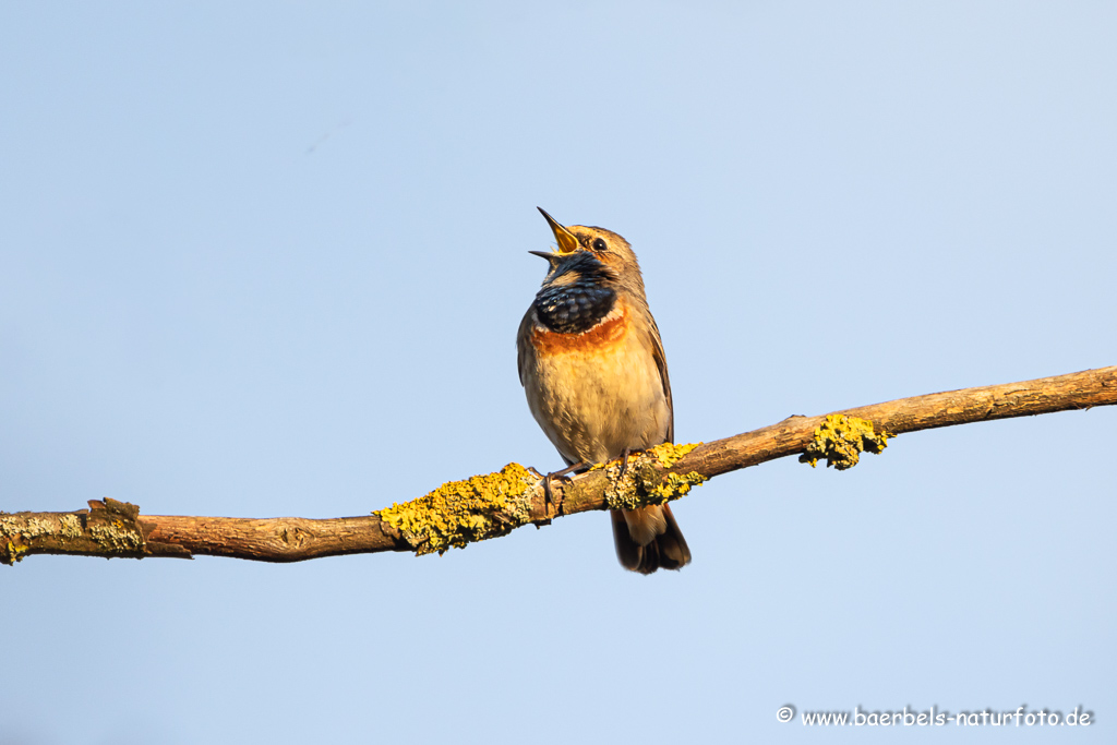 Blaukehlchen