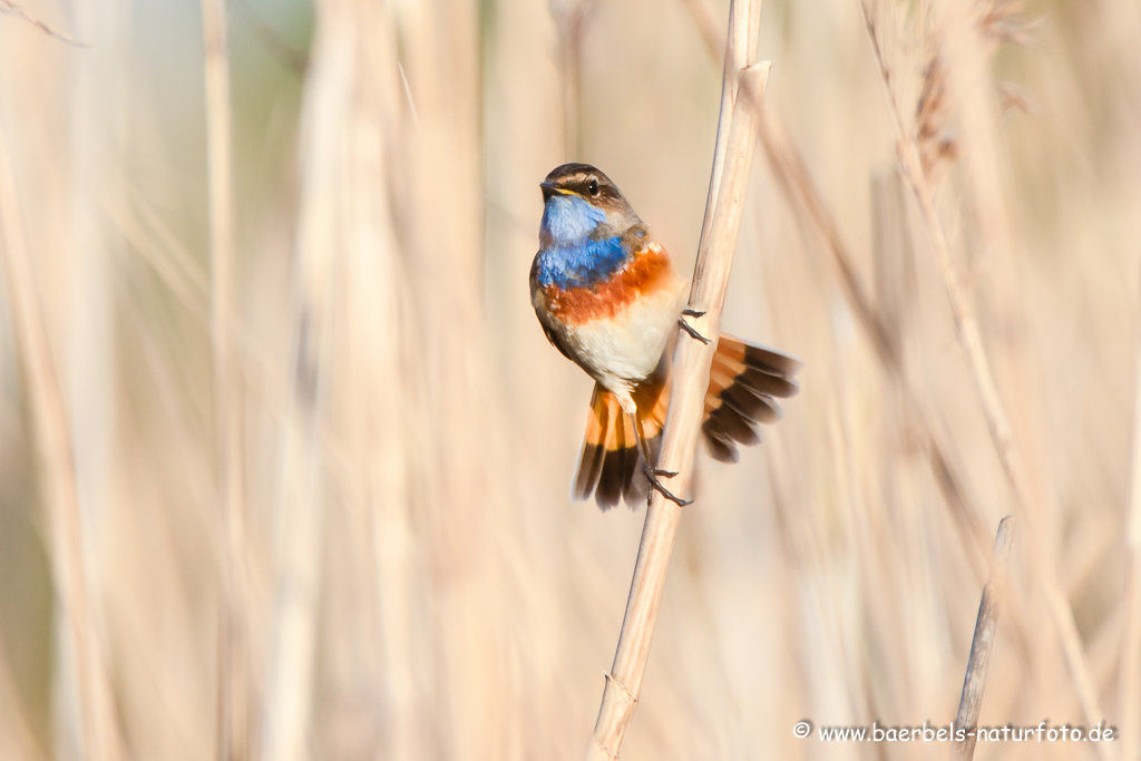 Blaukehlchen