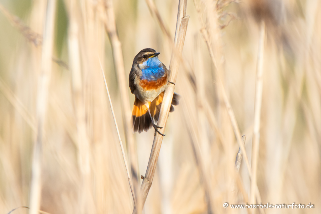 Blaukehlchen