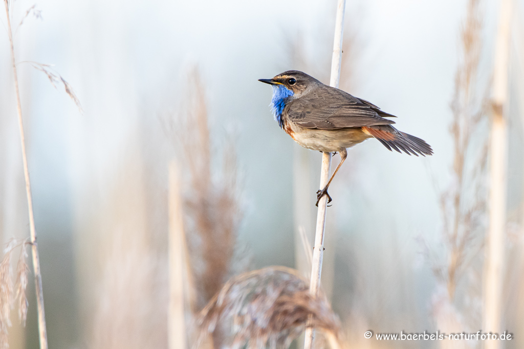 Blaukehlchen