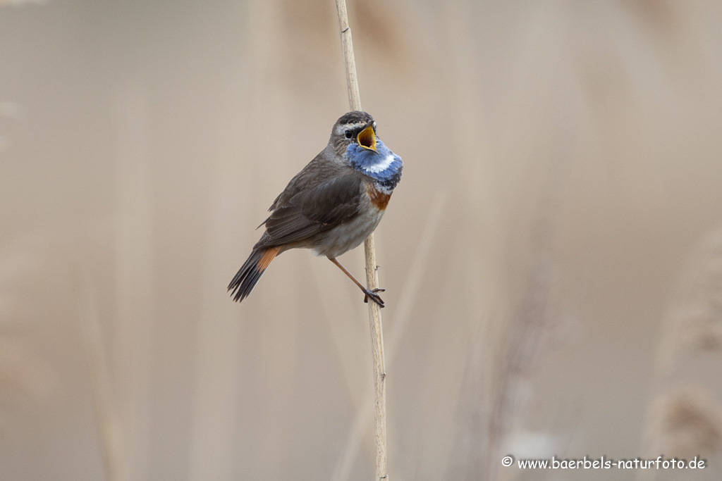 Blaukehlchen