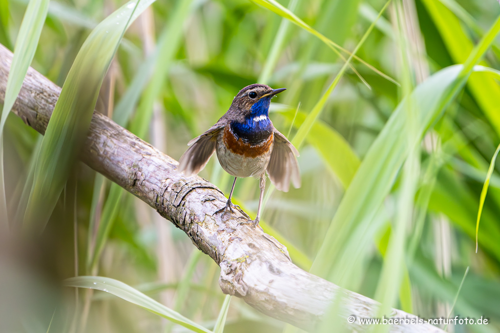 Blaukehlchen