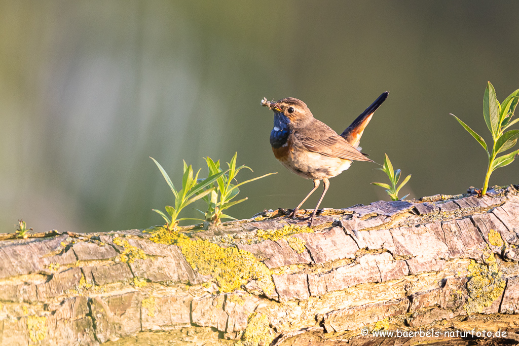 Blaukehlchen