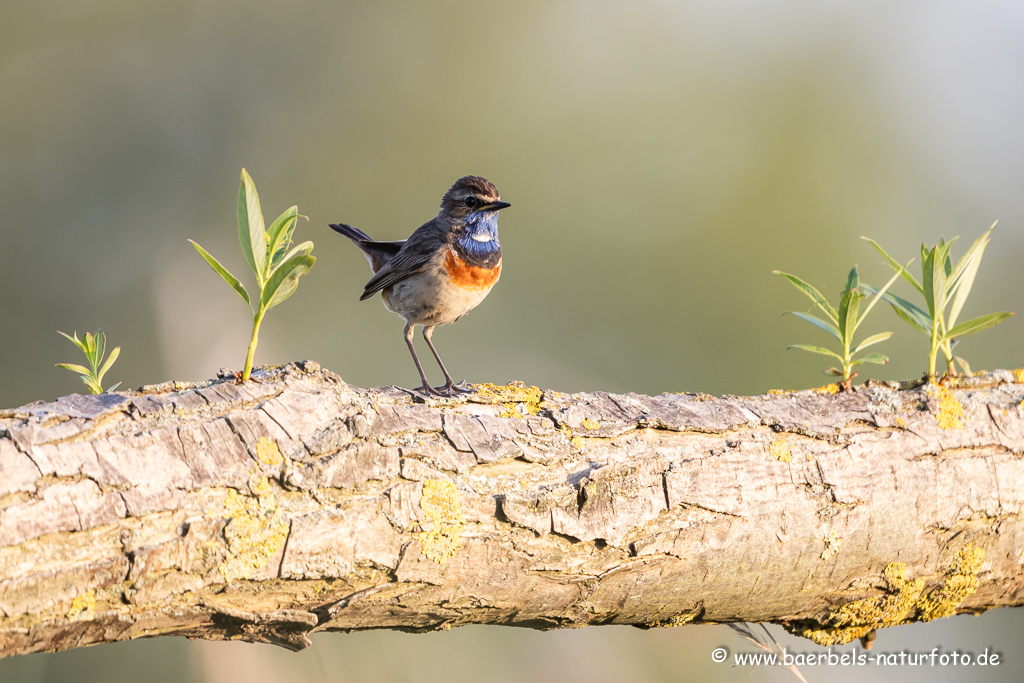 Blaukehlchen