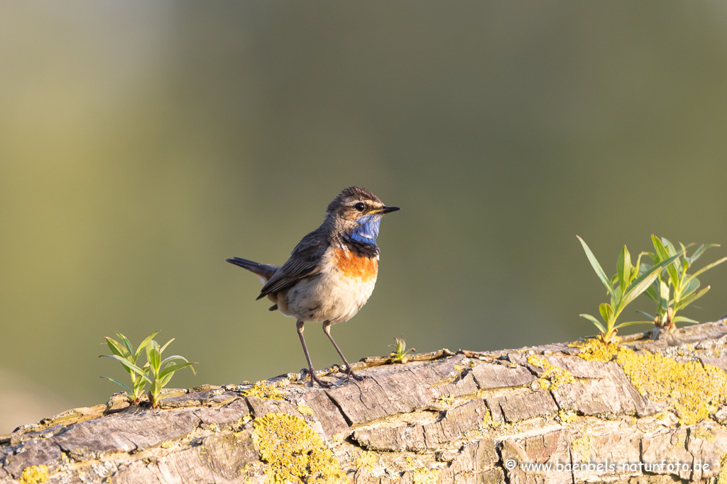 Blaukehlchen