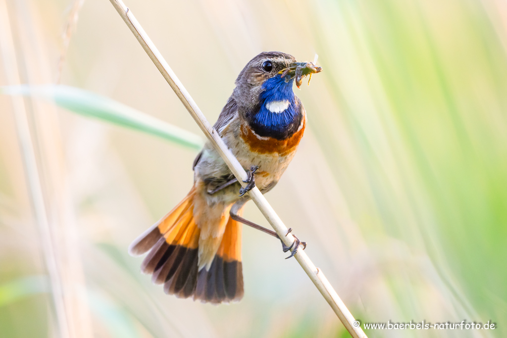 Blaukehlchen