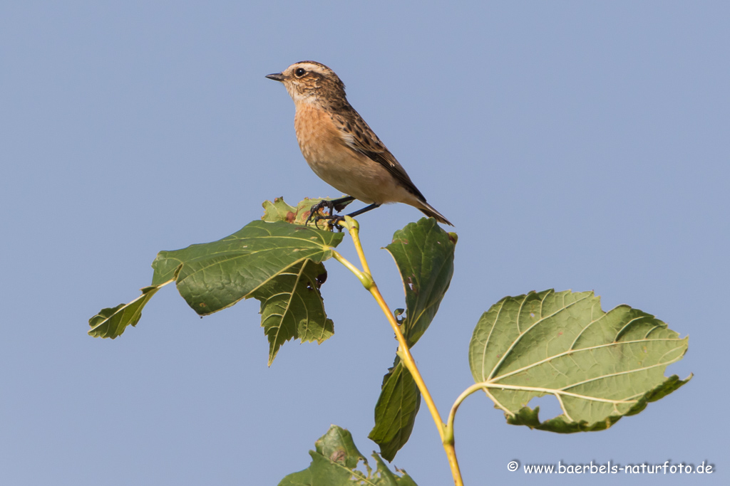 Braunkehlchen