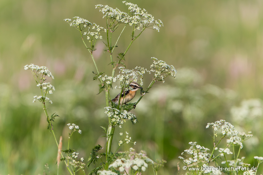 Braunkehlchen