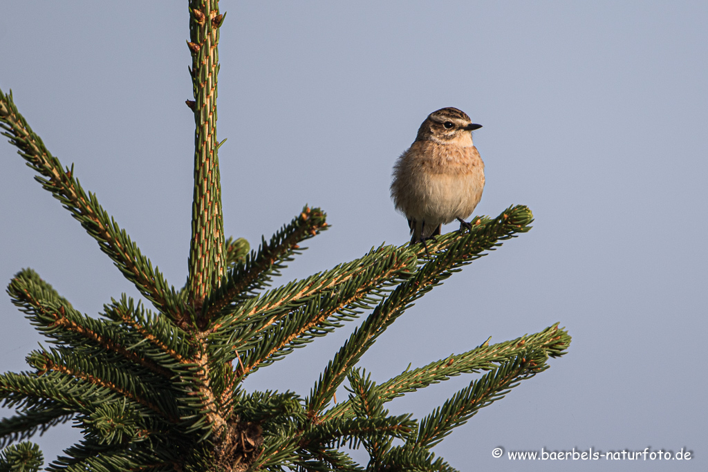 Braunkehlchen